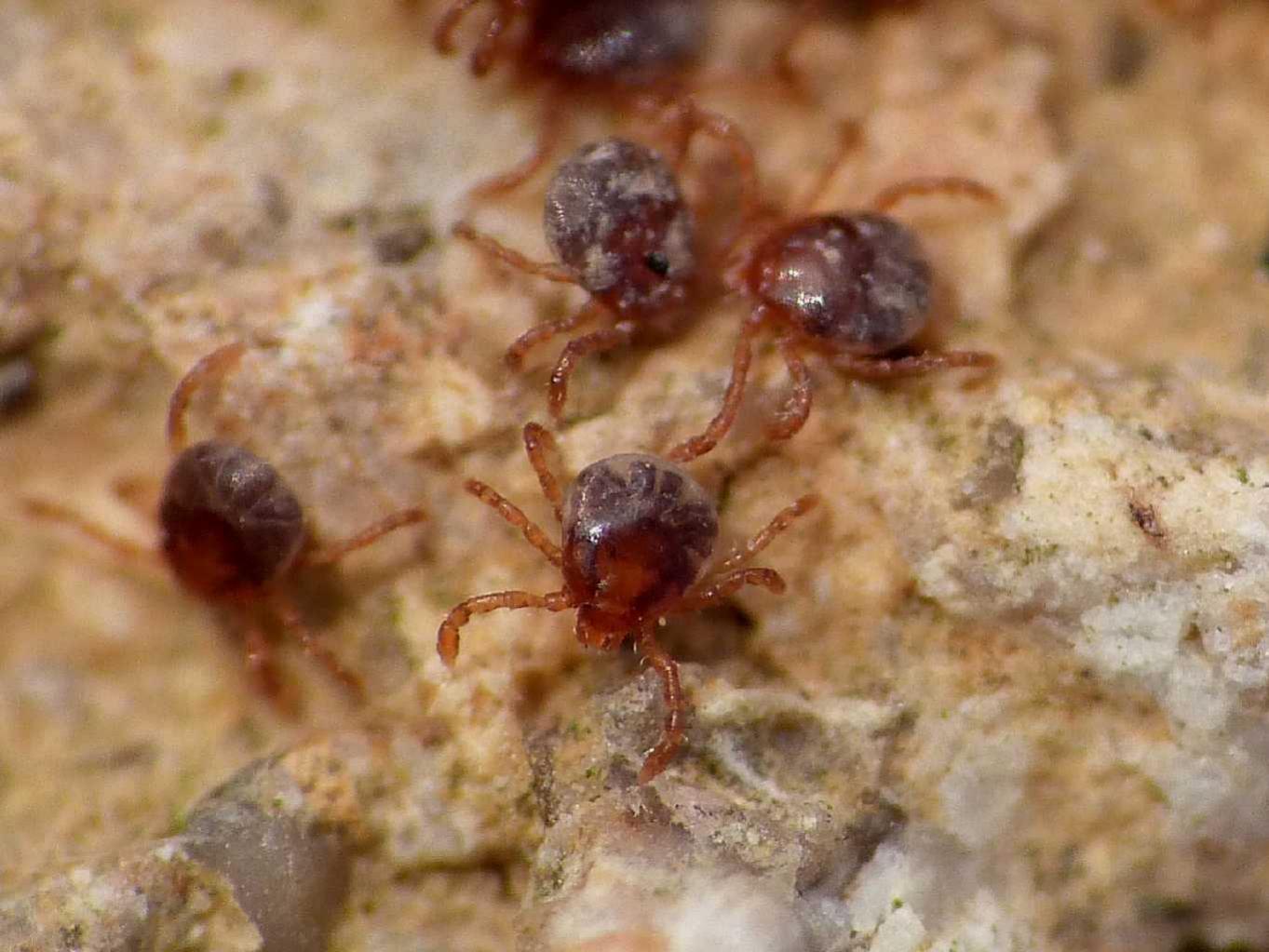 Ixodes ricinus, vero?   Molto probabile !!!